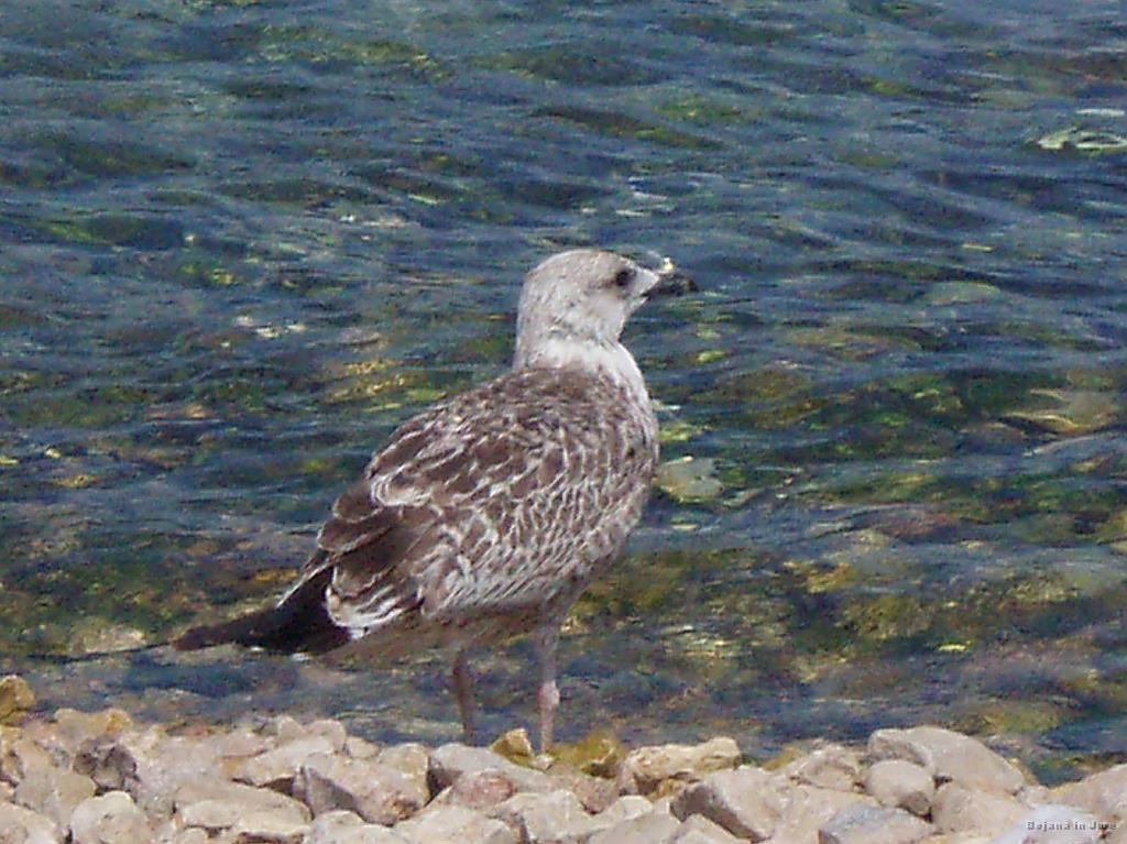 Slika_13.JPG - Pozer....