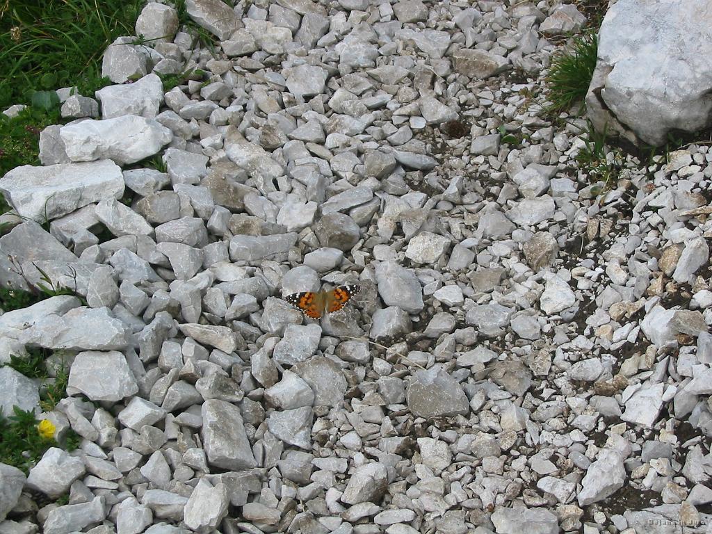 Slika_45.jpg - Metuljček....