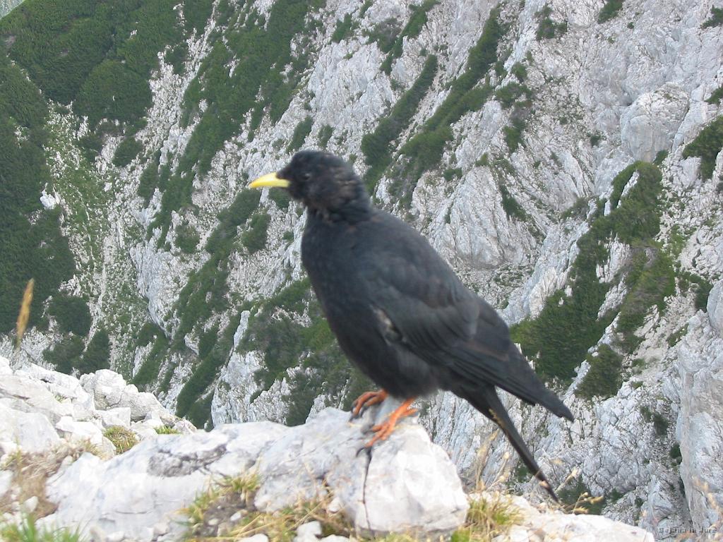 Slika_50.jpg - Pa ni odnehal...bal se je pa še manj. Vendar tu ni bil najiin plan jesti, ker...