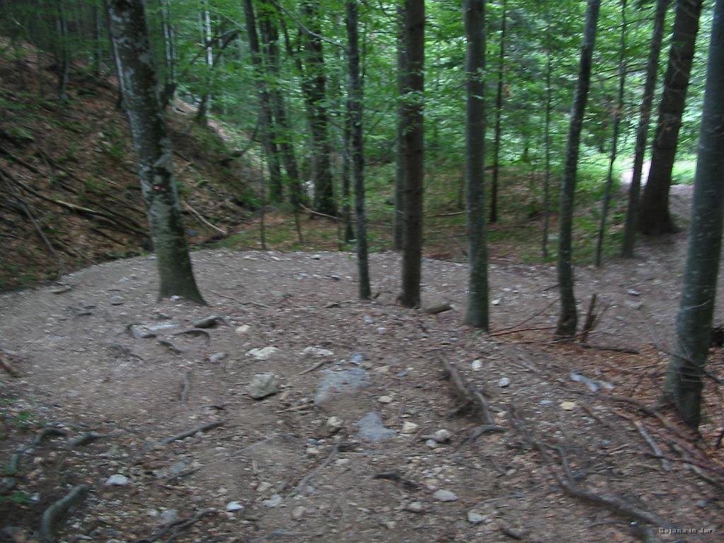 Slika_70.jpg - Še malo, pa sva dol. Dež pa že pada, čeprav v gozdu ni panike. Ja, ura je bila 14:08. Moja napoved se je uresničila in tiste 1/2 ure zamude zjutraj.