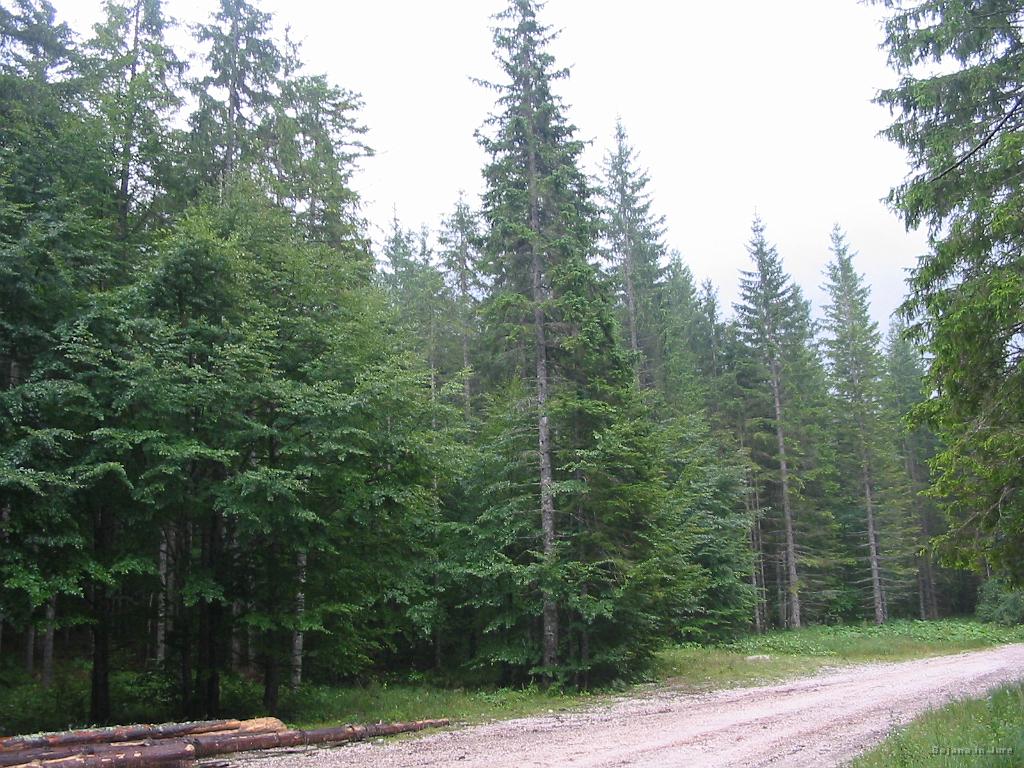 Slika_71.jpg - Začelo je liti...in to RES liti!