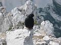 Slika_49