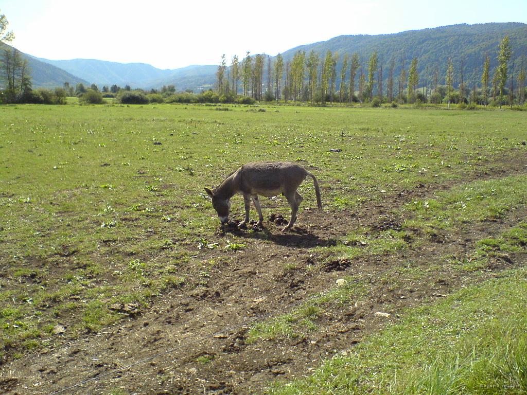 Slika_05.JPG