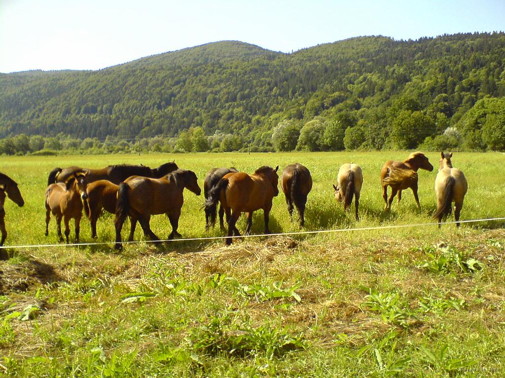 Slika_08.JPG