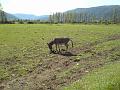 Slika_05