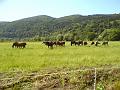 Slika_07