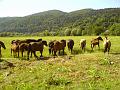 Slika_08