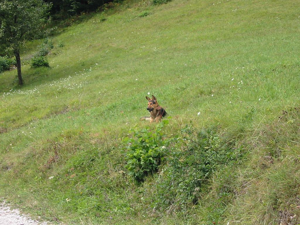 Slika_06.jpg - Ta pes pa nama ni jasen. Leži v travi, nato pa sva ga srečala še 2x. Ko je prišel v najino bližino, se je ulegel in zopet čakal. Očitno sva mu bila všeč....Angel varuh :)