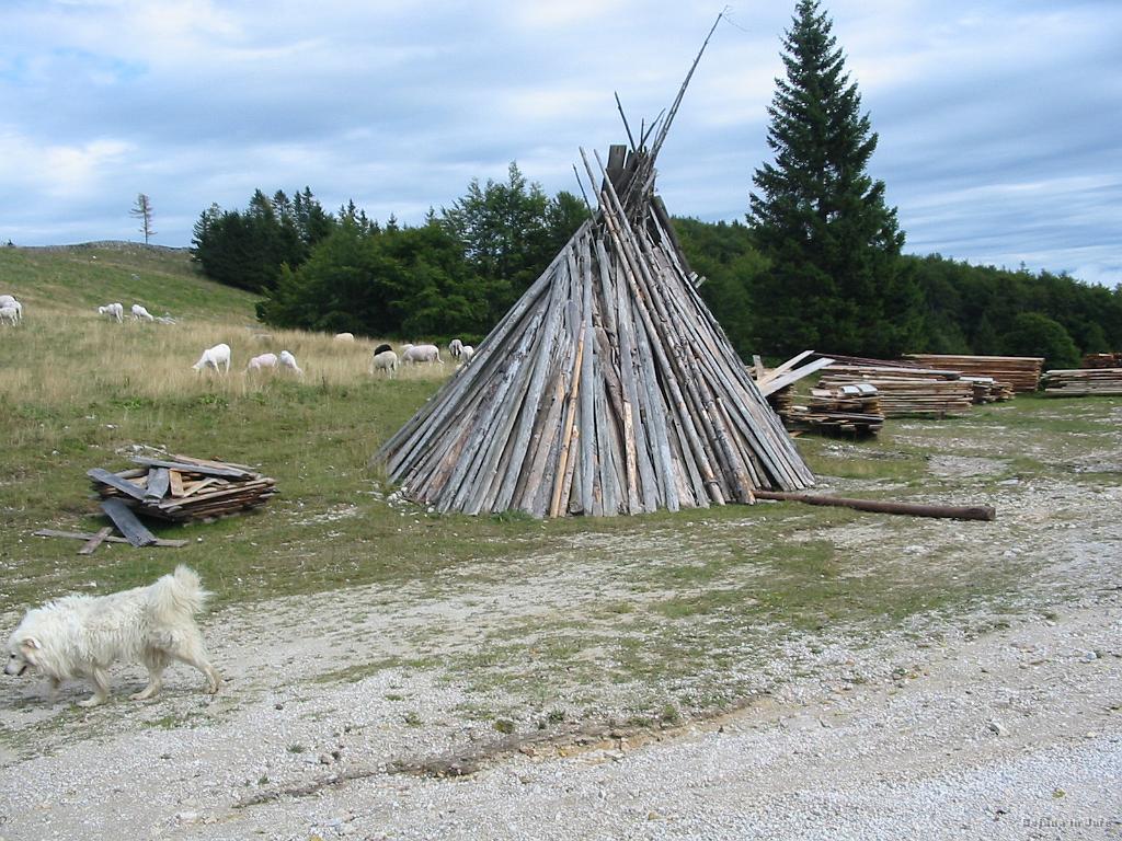 Slika_14.jpg - Ovce in pes ovčar. Bil je izredno hud, ker je očitno mislil, da sva prišla po ovce. Je pridno opravljal svoje delo.