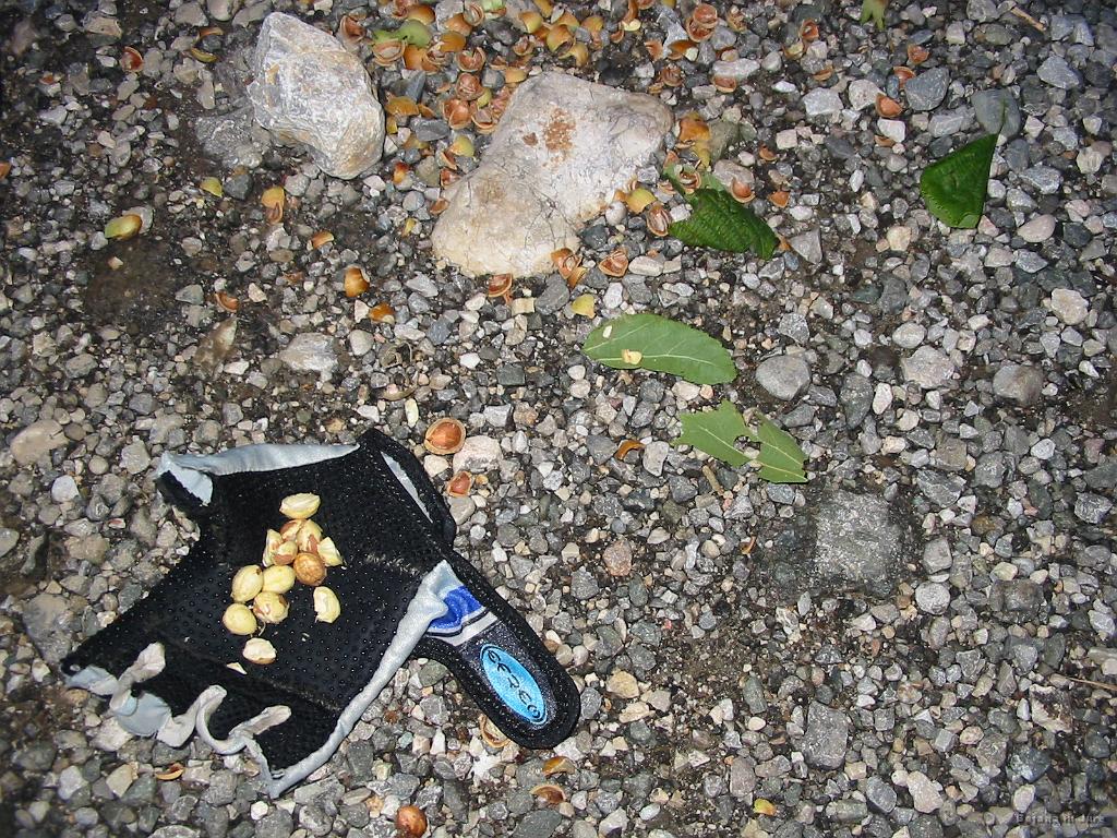 Slika_30.jpg - Bojanin plen med počivanjem proti Črnivcu. Je pasalo malo veveričje piče.