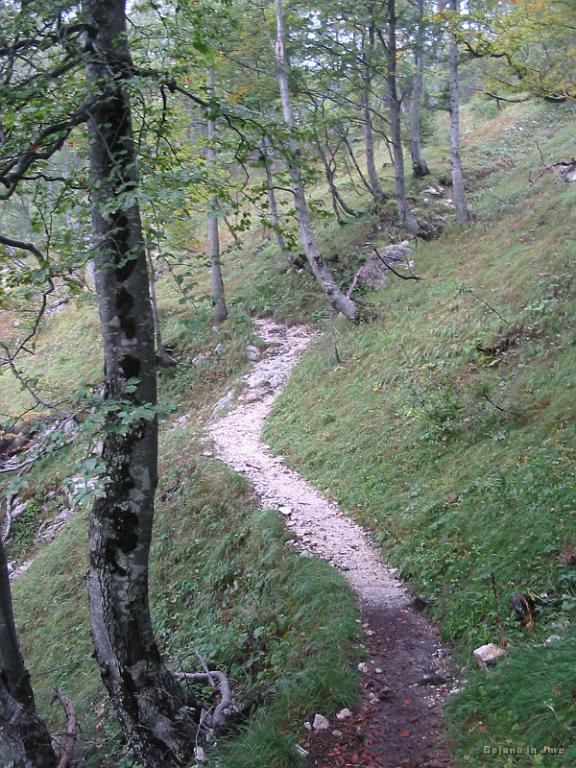 Slika_14.jpg - Po srečanju z lovsko potjo nadaljujeva v smeri Pasje glave. Pot je bila izredno lepa za hojo, edino zelo zaprta slalomska postavitev med ovčjimi iztrebki.