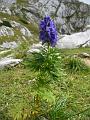 Slika_46