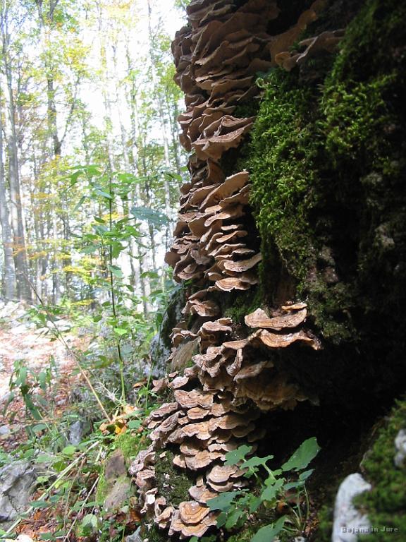 Slika_06.jpg - Gobe na deblu.