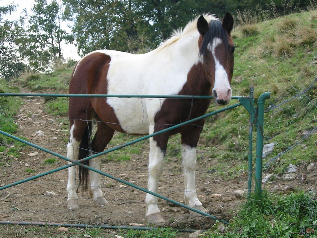 Slika_34.jpg - Mah, spet slaba slika. Ta konjiček je imel različne barve oči.