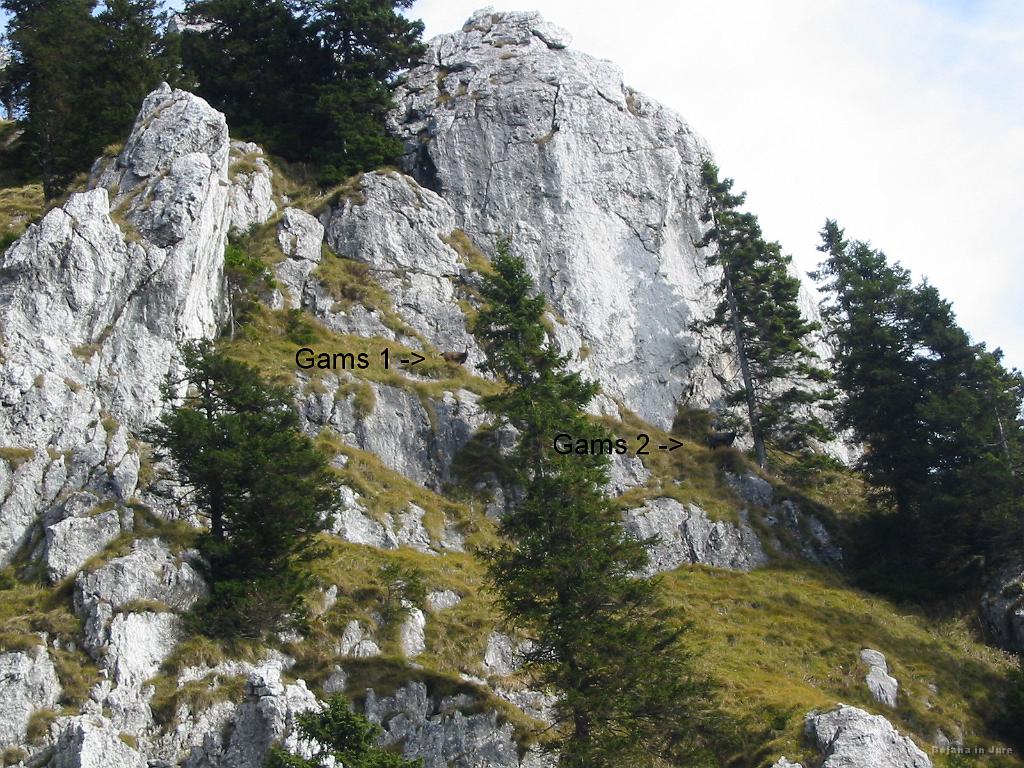 Slika_12.jpg - Med vzponom je malce nad nama čez celotno korito skočilo vsaj 10 gamsov in ne moreva verjeti kakšne noge morajo imeti, da so tako urni. Dva sta naju z varne višine spremljala kar lep čas.