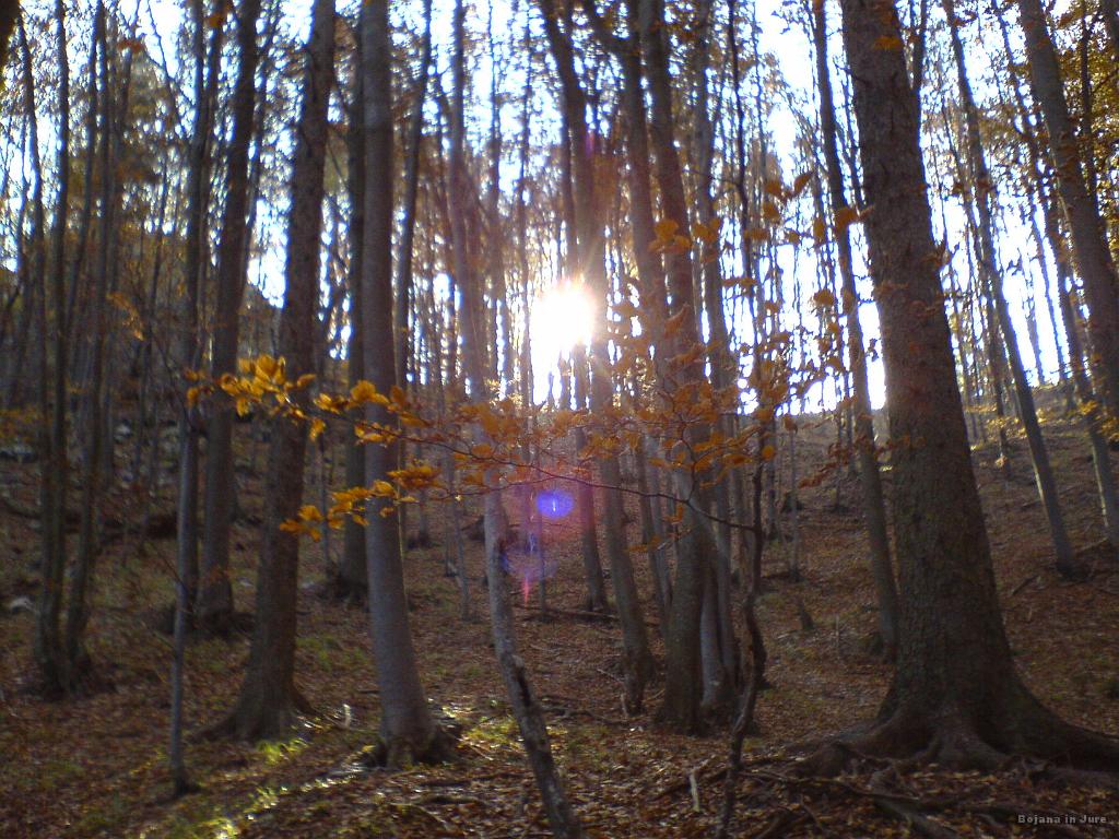 Slika_04.JPG - Večina poti poteka skozi gozd, kar poleti pomeni prijetno senco, jeseni pa preveč listja.