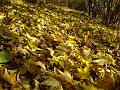 Slika_16