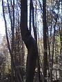 Slika_17
