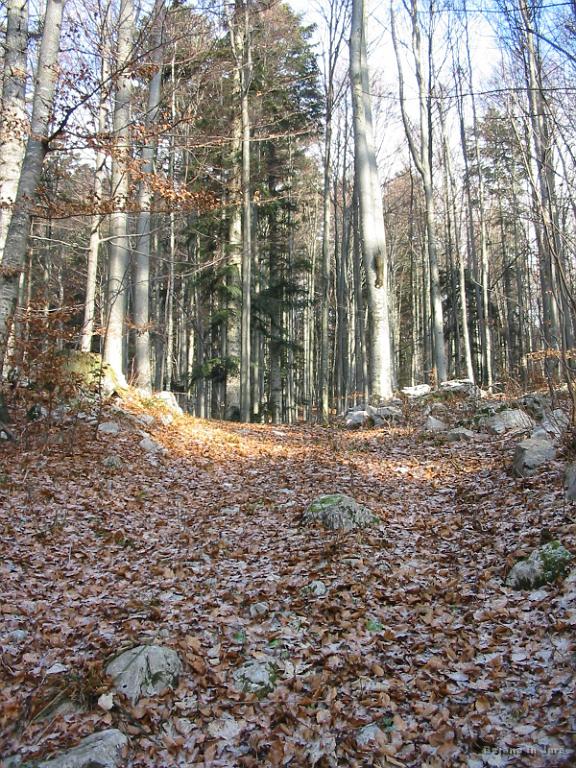 Slika_06.jpg - Pogled naprej na "pot".