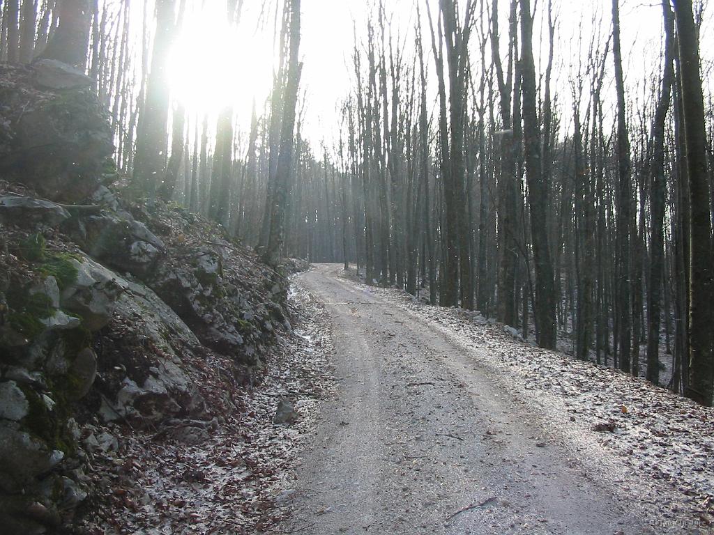 Slika_08.jpg - Na to gozdno cesto je bilo potrebno priti. Preči celotne Golake.