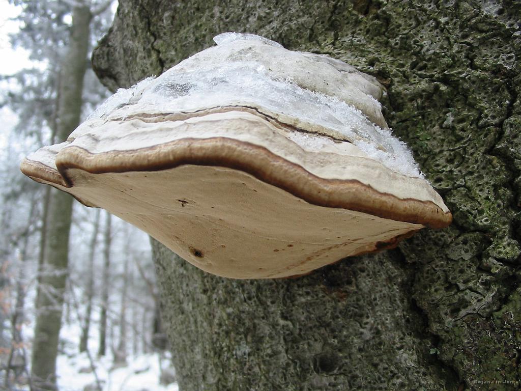 Slika_20.jpg - Lepo ni kaj!