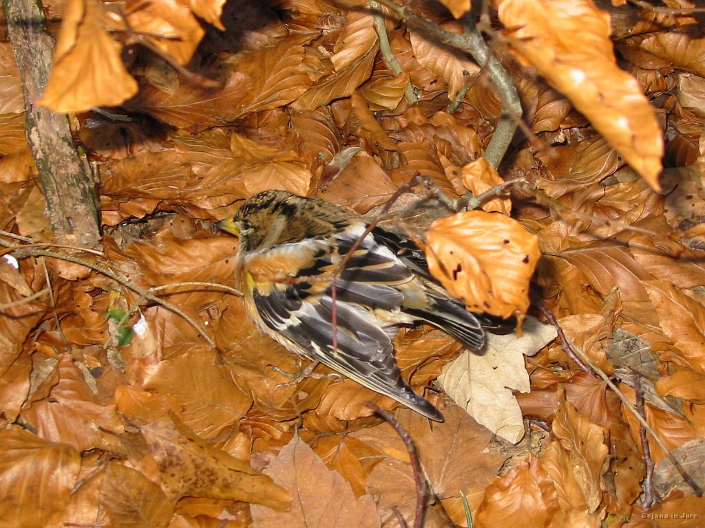 Slika_37.jpg - Ptička na parkirišču je še kar skakljala naokrog. Verjetno ni preživela...