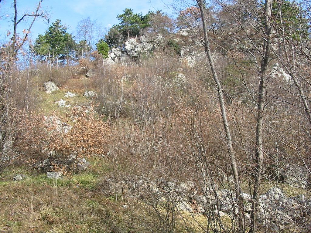 Slika_09.jpg - Divjina...