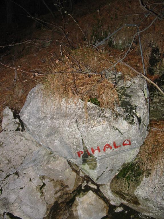 Slika_56.jpg - Skala z imenom Pihalo privezana z "zajlo". Tu naj bi iz večih lukenj pihal mrzel zrak.
