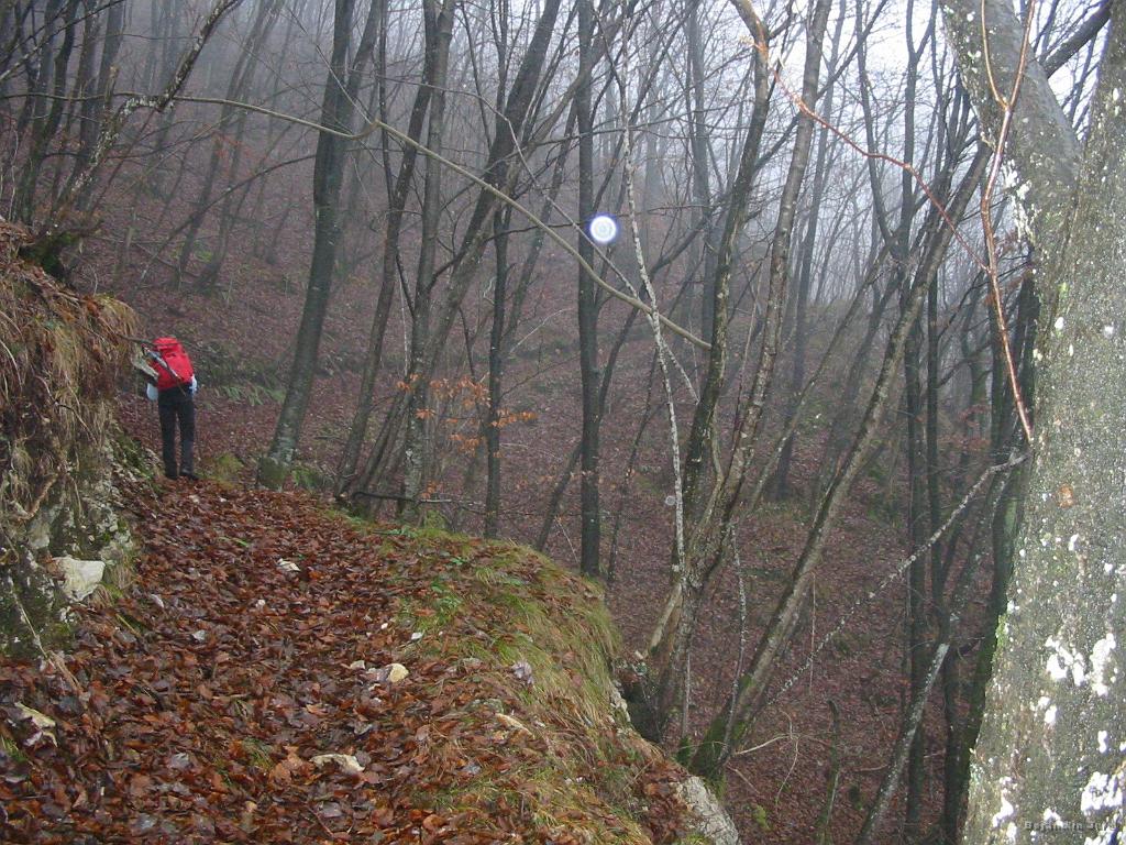 Slika_09.jpg - Znotraj gozda je pot veliko bolj izrazita, vendar kar nekaj drevja in grmičevja čez pot.