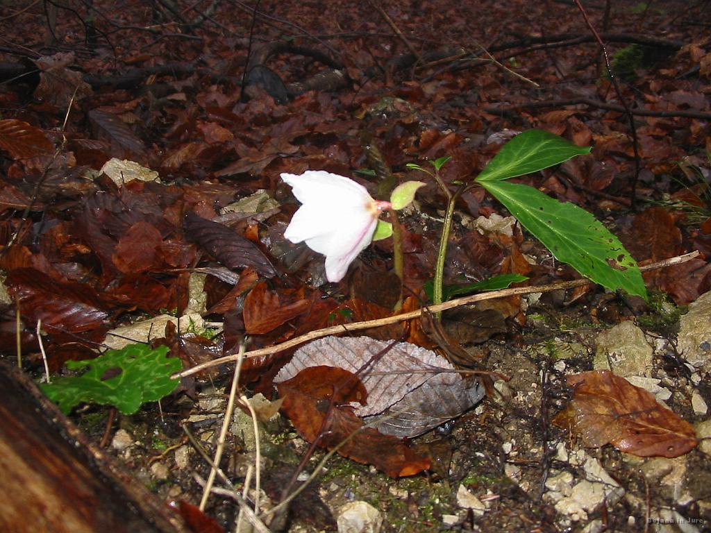 Slika_10.jpg - Ja šok! 30.12.2009 in lepo cvetoč Teloh.