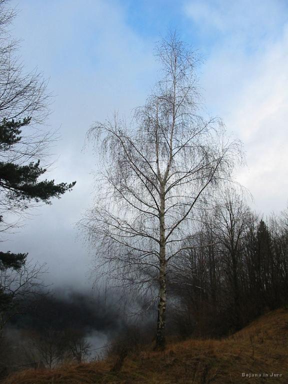 Slika_23.jpg - Breza nad domačijo Kogoj.