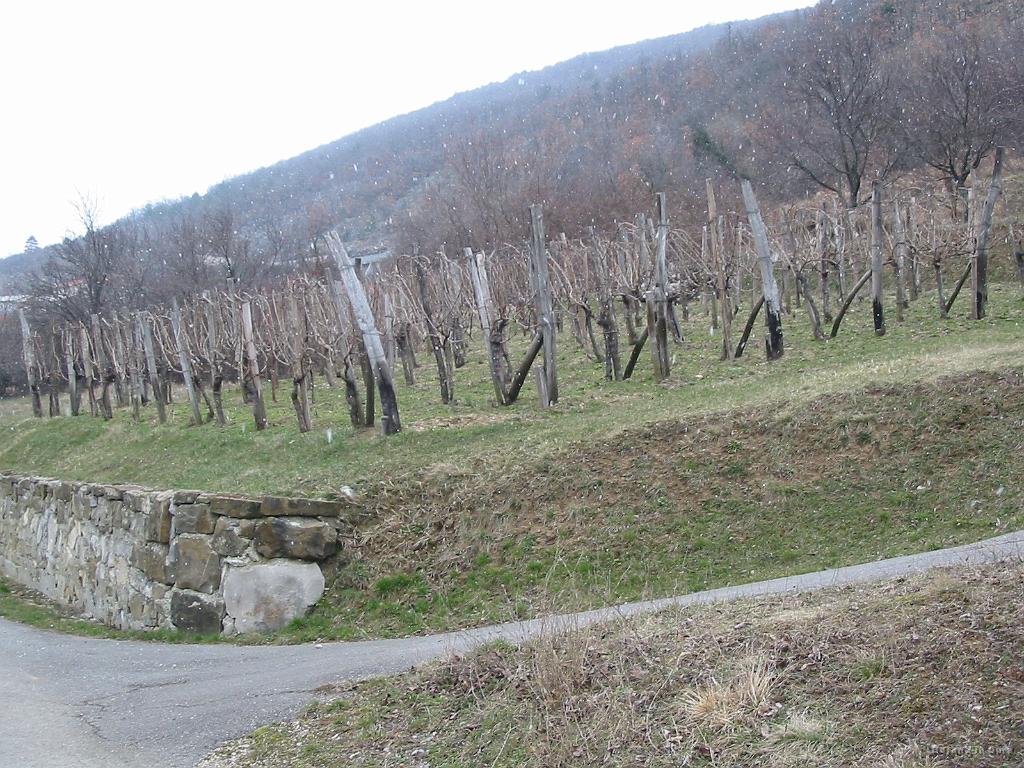 Slike_38.jpg - Že urejeni vinogradi in sneg. Primorska idila.