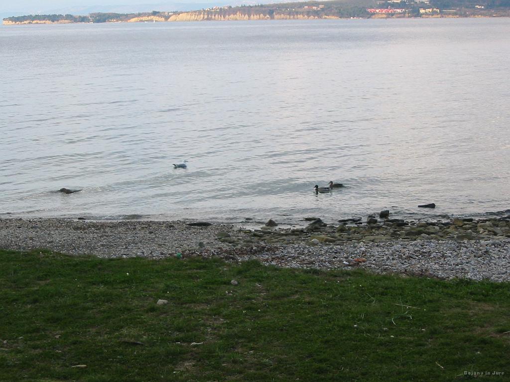 Slike_48.jpg - V morju se pridno namakajo galeb in očitno presoljene race.