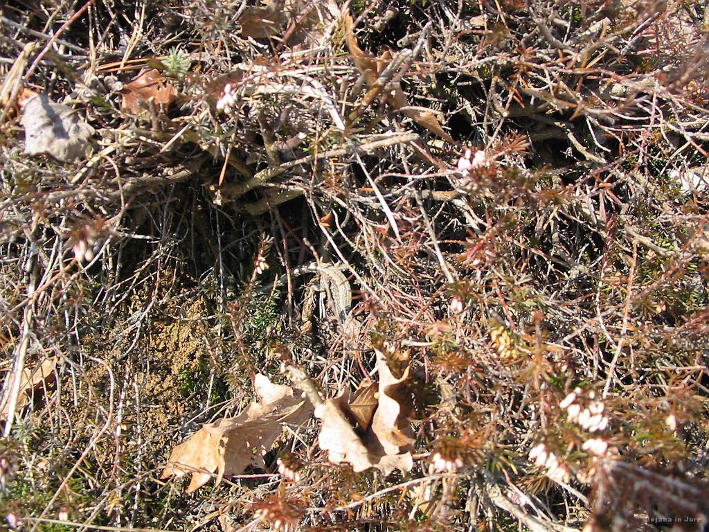 Slike_08.jpg - Martinčki po mojem pizdijo nad mrazom. No, vsaj malce sončka pa le ulovijo.