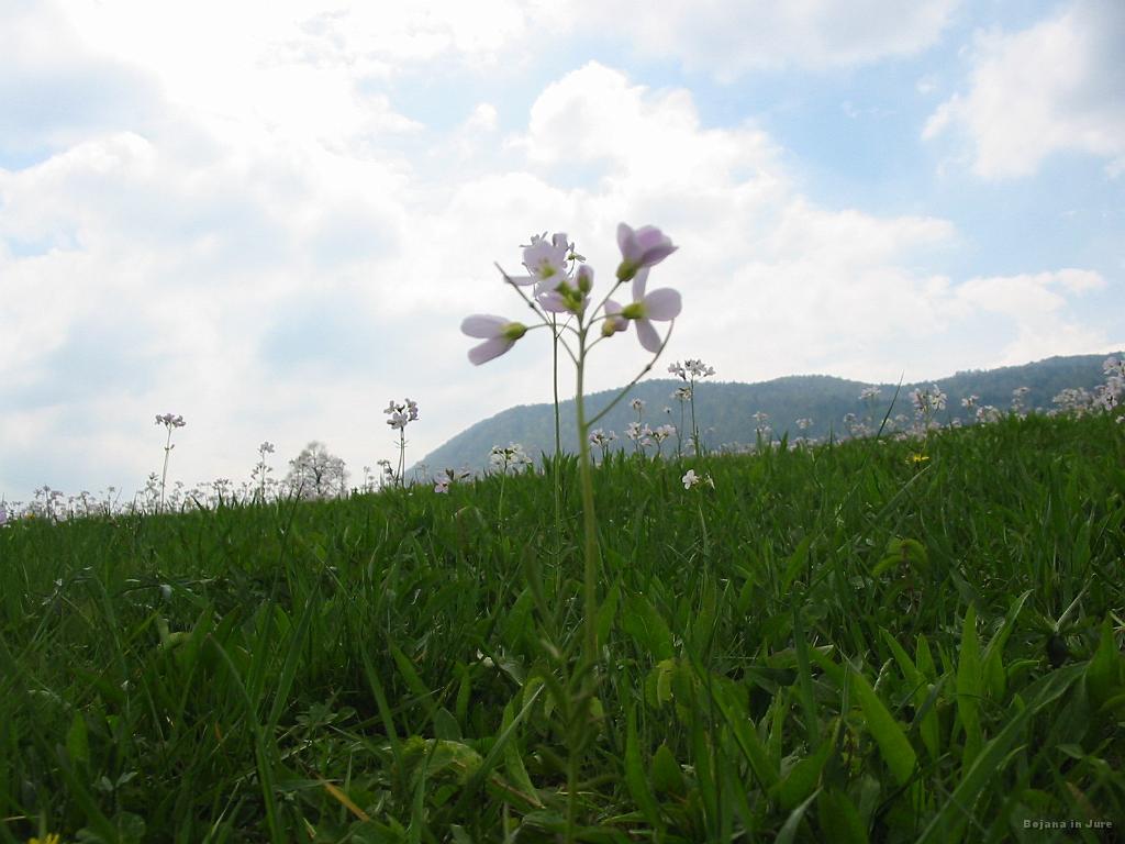 Slika_09.jpg - Rožce...