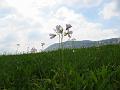 Slika_09