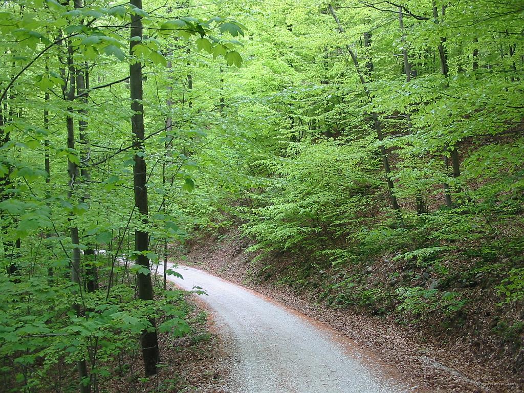 Slika_22.jpg - Navdihujoče in pomirjujoče zelenje ob cesti proti Gorjam.