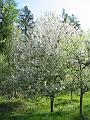 Slika_07