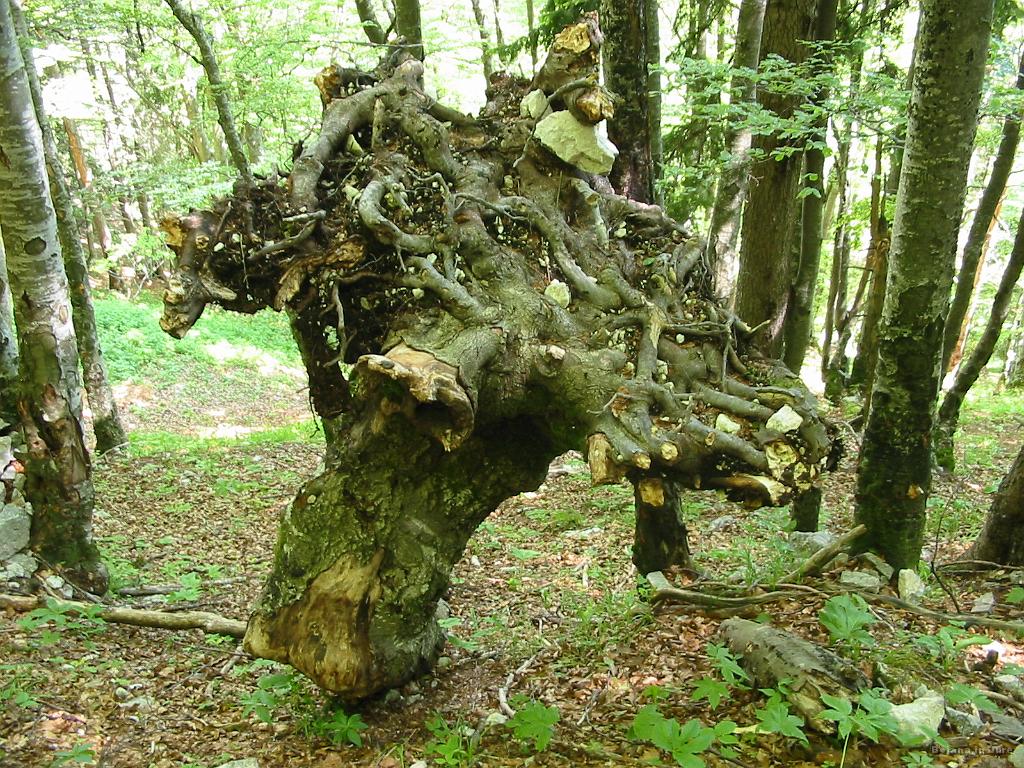 Slika_55.jpg - Bonsai. Z dodatki iz kamenja.