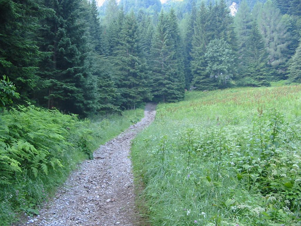 Slika_05.jpg - Lahkotna pot se po 100 m začne strmo vzpenjati, kar za sam začetek meni ne odgovarja.