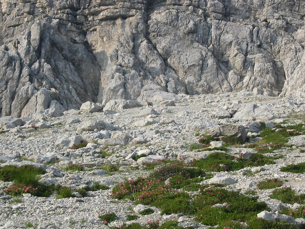 Slika_17.jpg - Ob povratku od prelaza Slatnica, kjer sva šele ugotovila, da sva vstop v Hanzovo smer povsem zgrešila. Na sliki mati gamska, ki je s proženjem kamenja in oglašanjem odvračala pozornost od mladiča, ki je bil...
