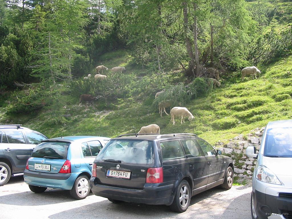 Slika_64.jpg - Ovce se ne ozirajo na obiskovalce.