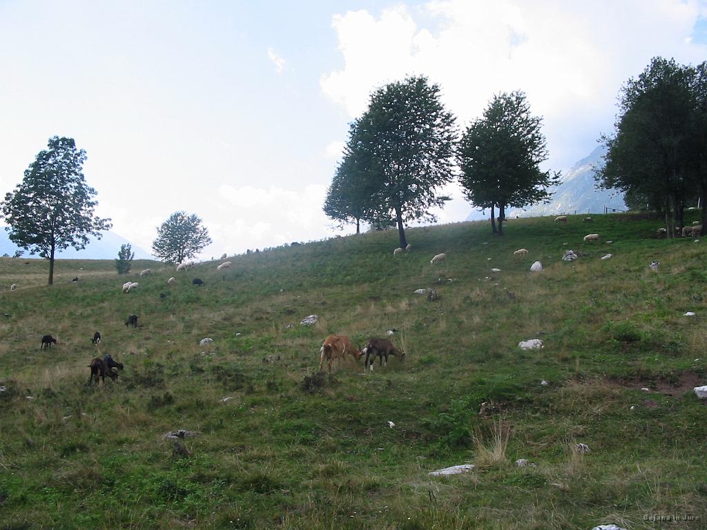 Slika_54.jpg - Neutrudne so te ovce in koze. Samo jejo.
