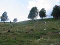 Slika_54