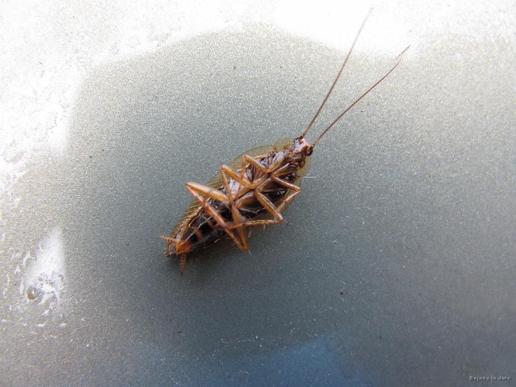 Slika_02.jpg - Malce testiranja fotoaparata pred odhodom z Vrhnike.