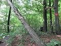 Slika_14