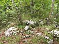 Slika_17