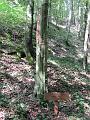 Slika_36