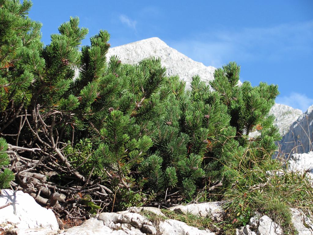 Slika_20.jpg - Grintovec (2558 m).