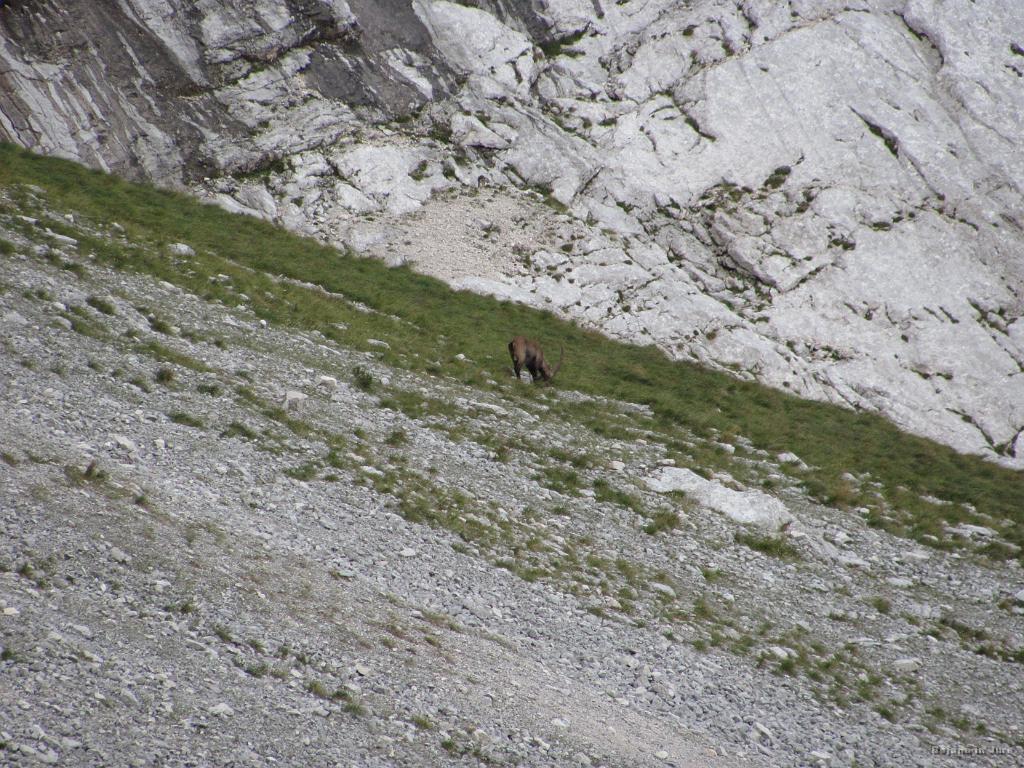 Slika_81.jpg - Kozorog se pase. Prav nič ga ne motiva!
